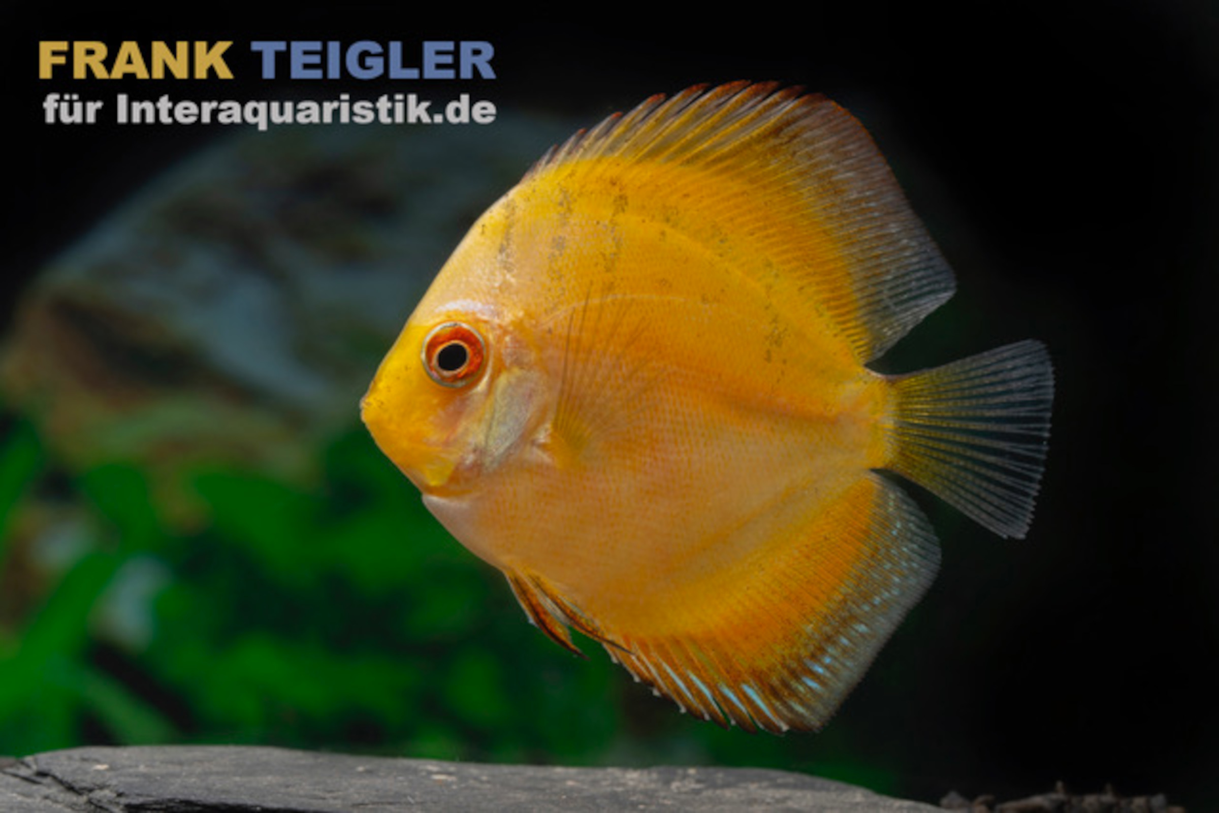 Diskusfisch ASIA-NZ, Symphysodon discus "Gelb"